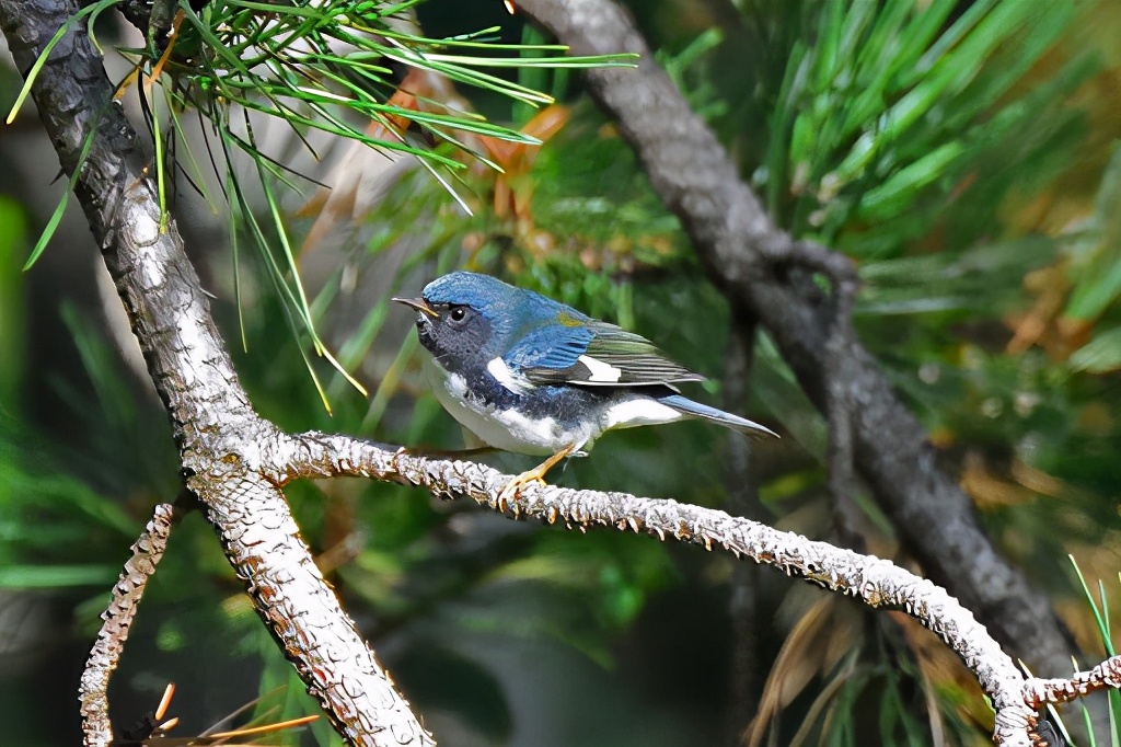 全世界一夫一妻的动物,大自然一夫一妻制的动物