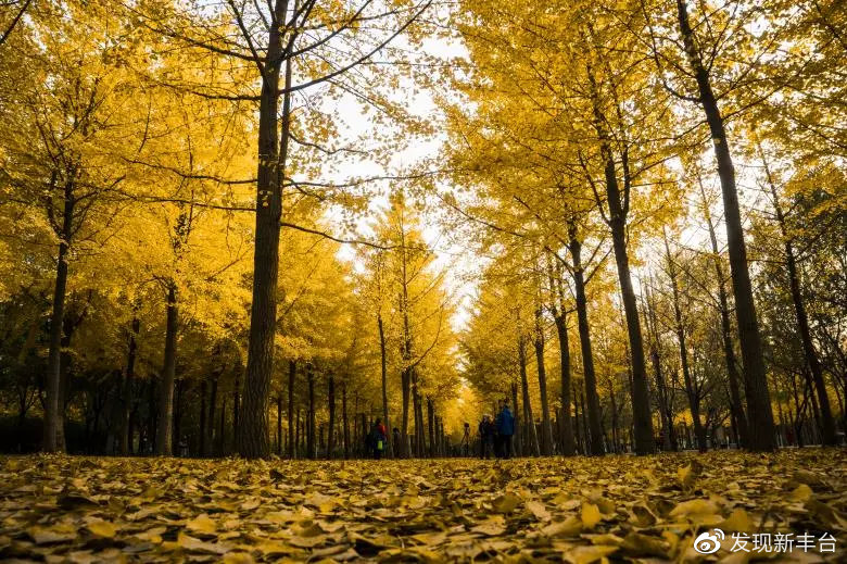 春夏秋冬银杏风景,旅游银杏是初冬最美的一道风景