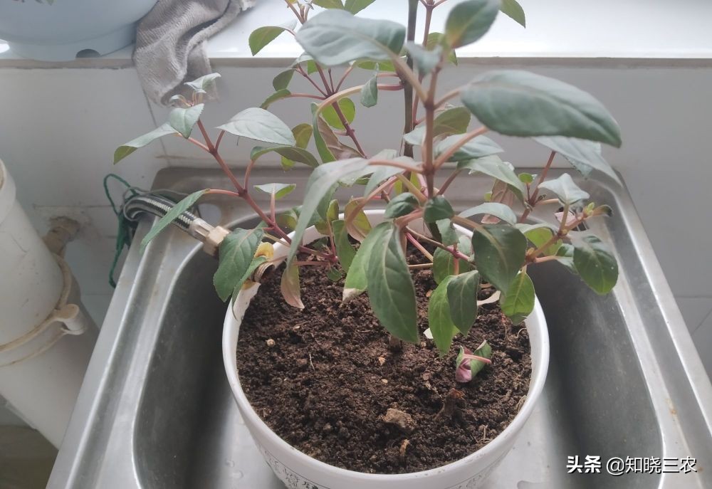 倒挂金钟放什么肥料最好,倒挂金钟施肥多了叶子发蔫怎么办