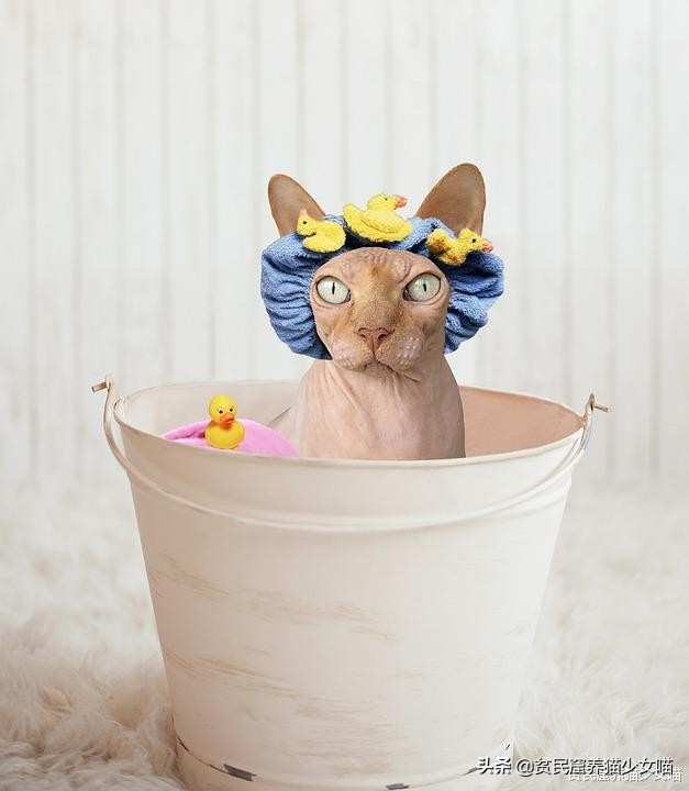 击破谣言，关于无毛猫的那些传言，有好几条都是人类想当然