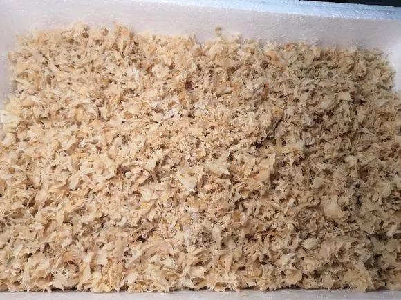 君子兰砍头憋出小芽子怎么养护,君子兰露头后怎么处理