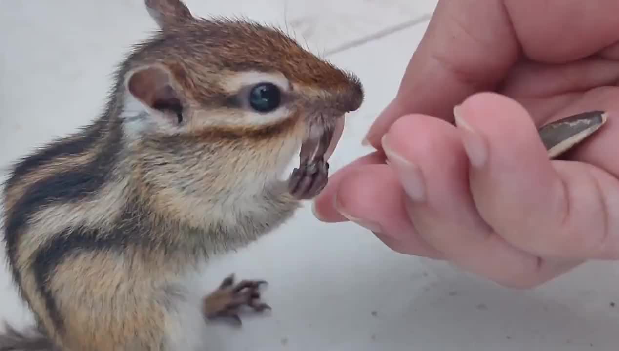 别叫我松鼠啦!我更喜欢被称作“花栗鼠”