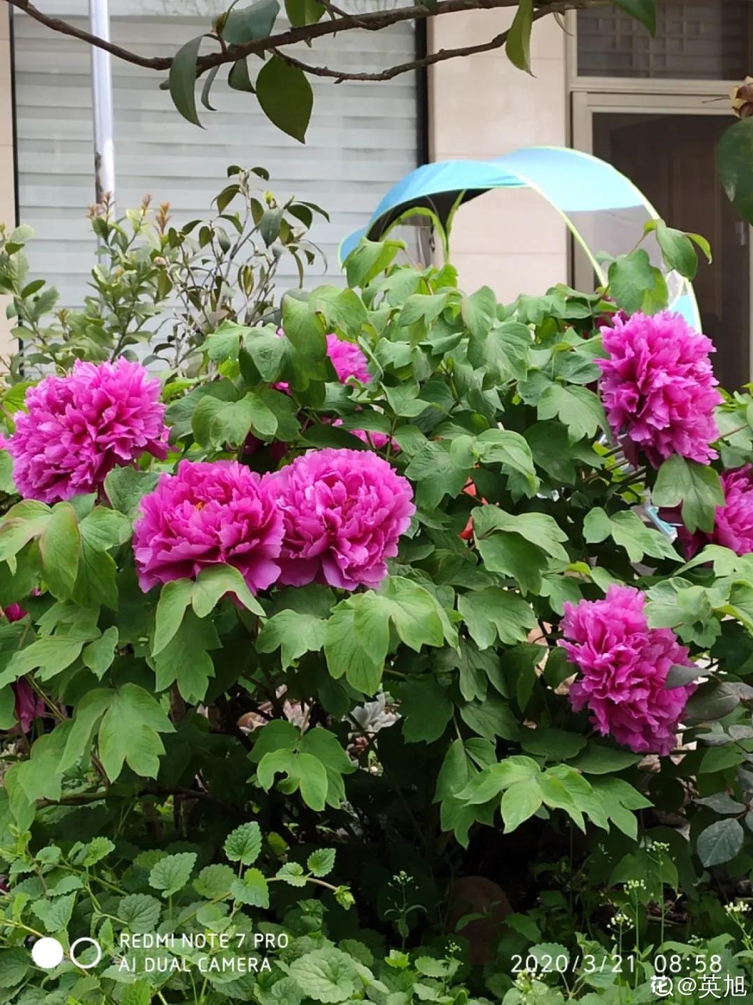 春天开的花有哪些常见又漂亮,十大名花在春天开的有哪些