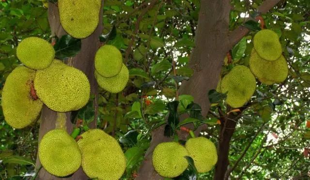 柚子十大品种排名,国内十大柚子品种