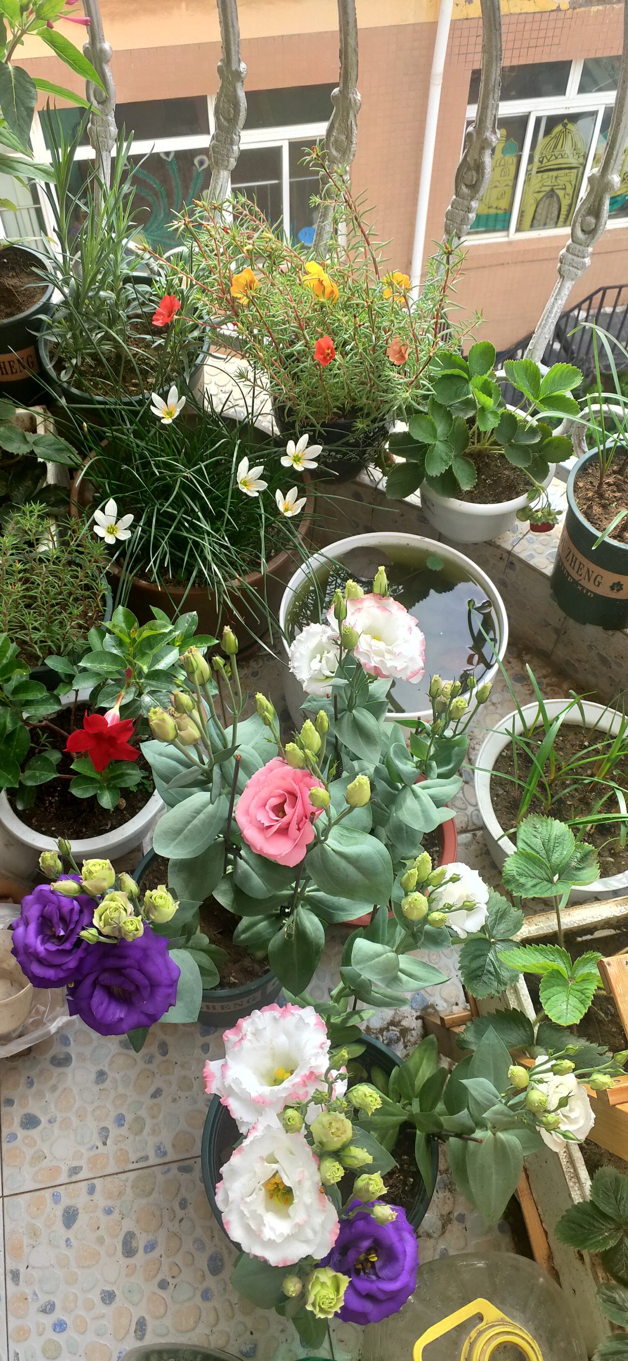 养花浇水你必须知道的浇水技巧,养花只浇水越养越不美