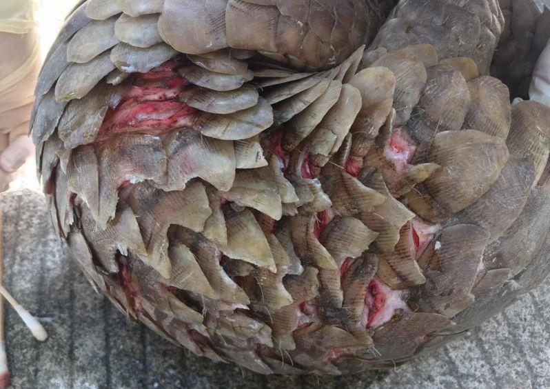 收穿山甲被处罚,穿山甲被判刑案例