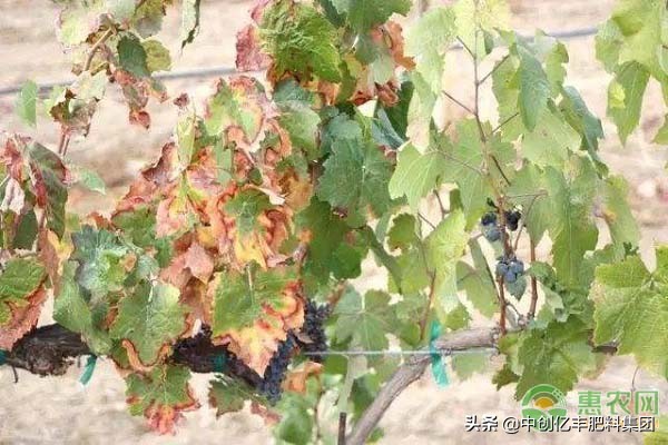 葡萄叶干枯怎么治疗,葡萄叶片焦枯发生原因及防治