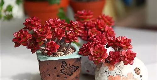 暑假回家多肉怎么办,过年回家浙江多肉如何过冬