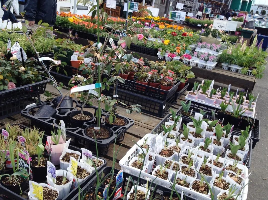 日本花店探店,日本花店攻略