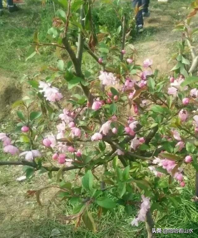 希尔寨，花的世界，花的海洋