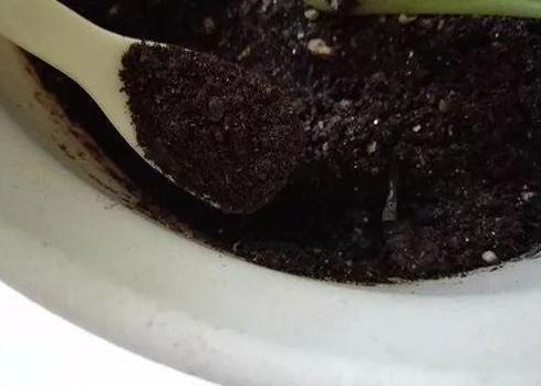 富贵竹黄叶了怎样补救不长根,富贵竹叶子没有生根发黄怎么办