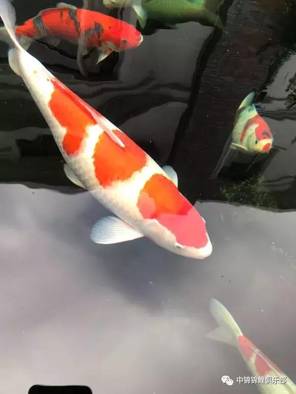 新手养锦鲤养多大的鱼,新手入门养锦鲤鱼