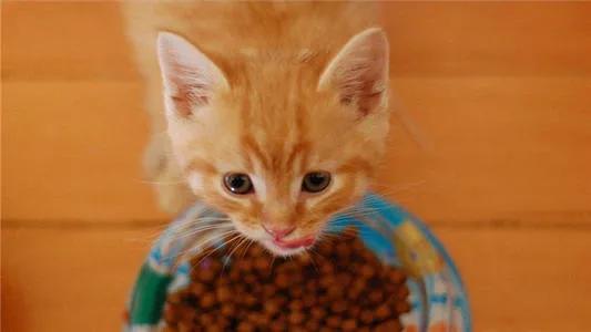 为什么猫咪挑食什么都不吃,为什么有的猫咪什么都吃