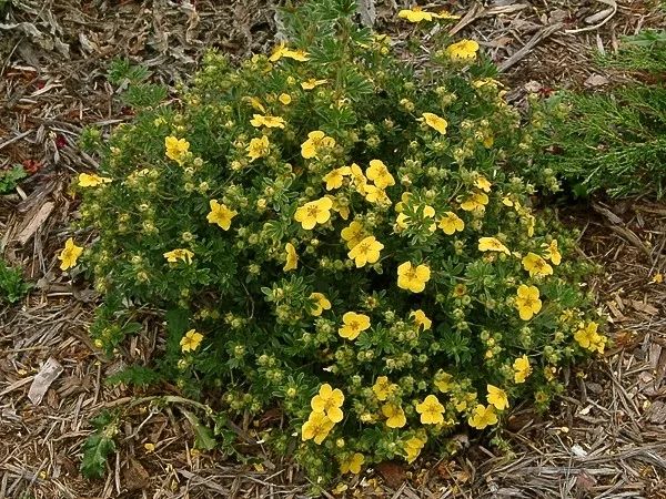 金露花耐寒度,金露梅生长习性