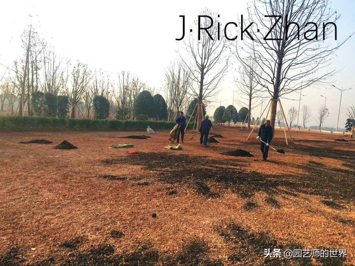 适合北方庭院种植的低矮草坪,家庭庭院怎样混搭种植草坪和蔬菜