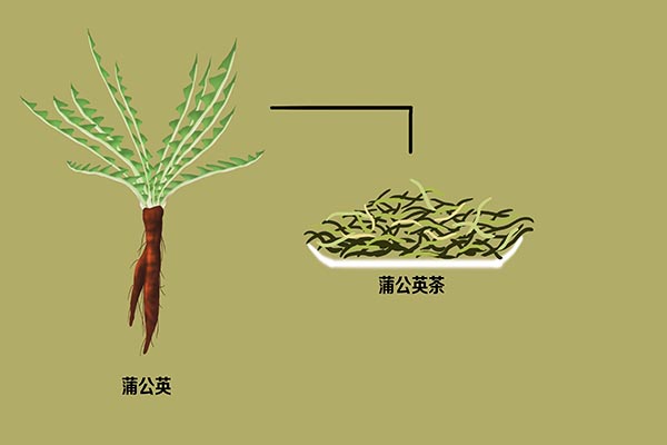 女子长期坚持喝蒲公英水,后来身体怎样?蒲公英真能杀死癌细胞?