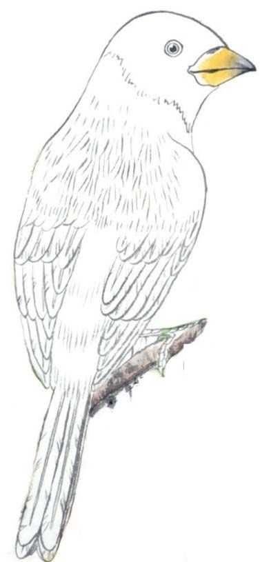 蜡嘴雀工笔画,蜡嘴鸟画画教程