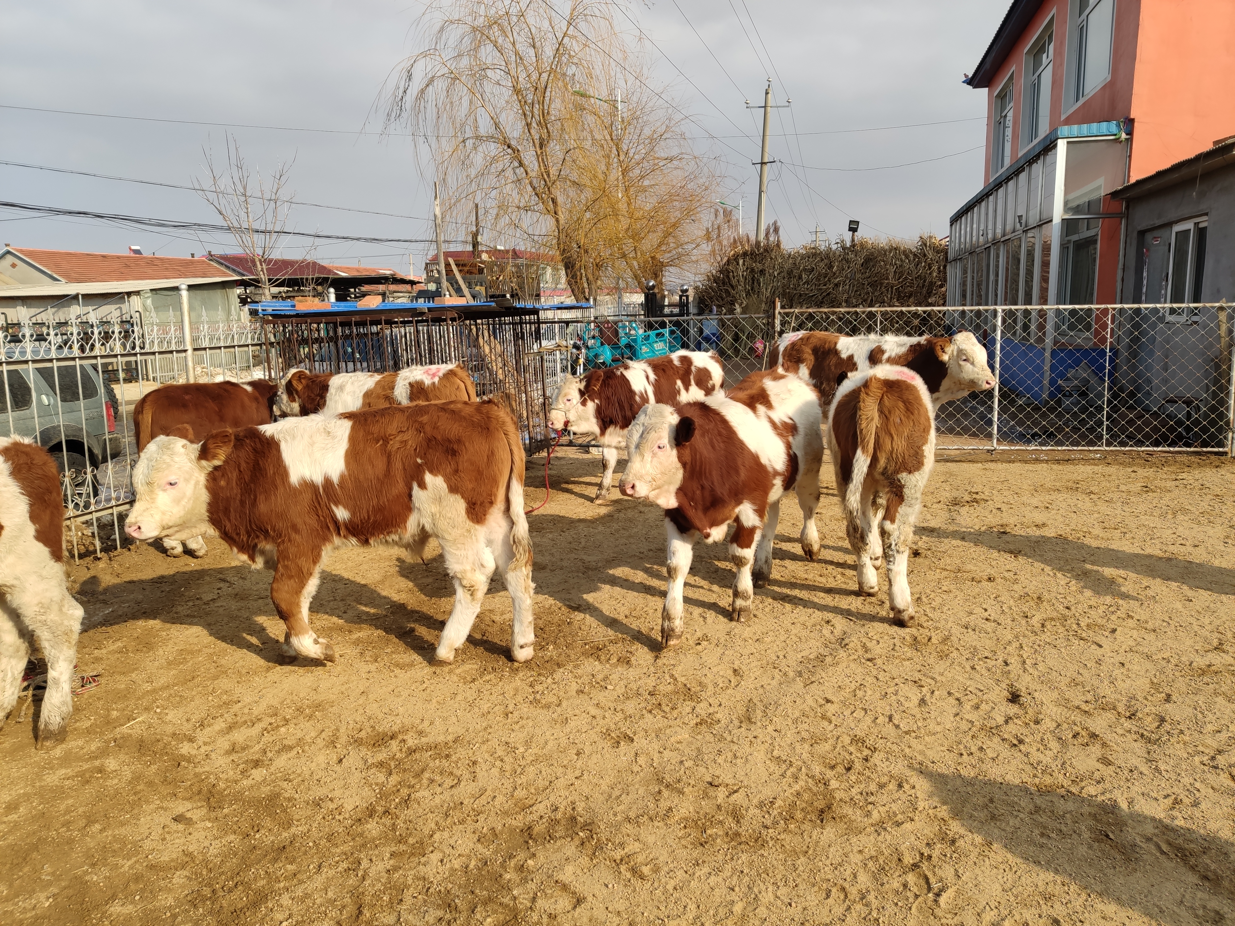 养羊风险大还是养牛风险大,在农村养牛赚不赚钱