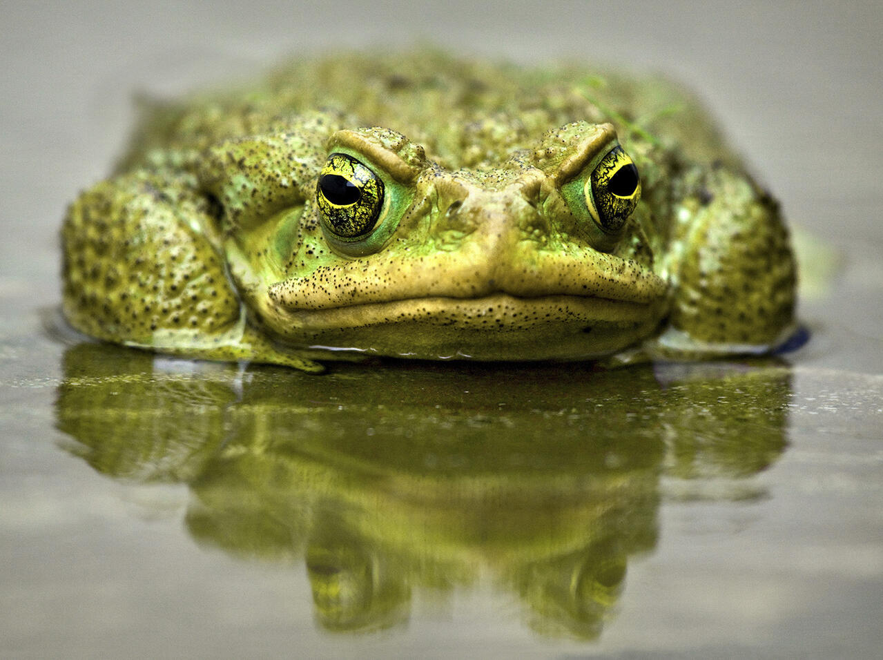 缇庡浘娆ｈ祻鍚儏鑴夎剦,缇庡浘ai娣峰壀