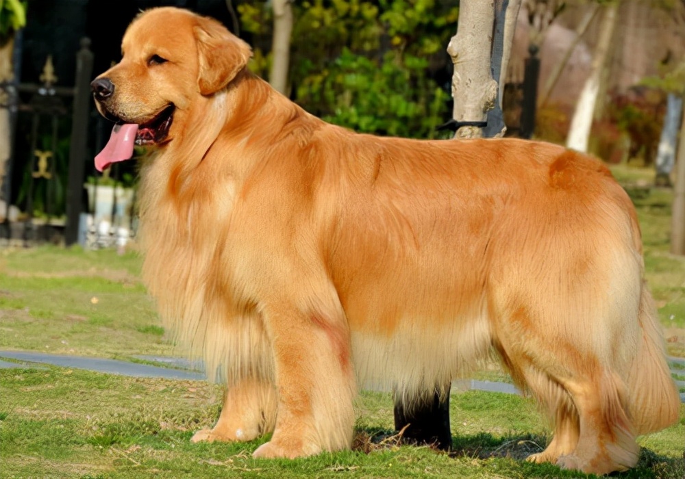 金毛毛发变深了怎么回事,金毛毛发粗糙怎么办