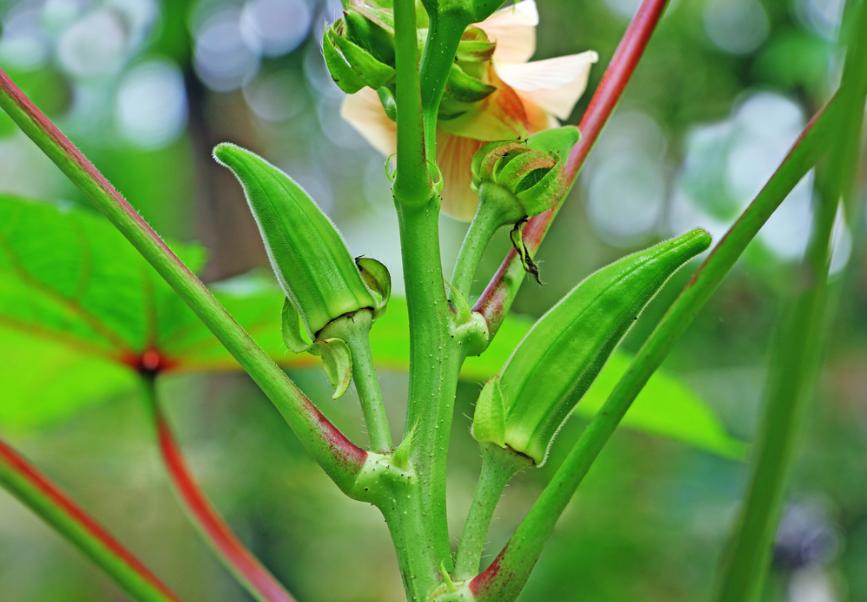 秋葵诗句经典名句,秋葵古诗