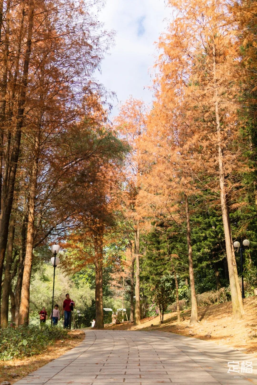莲花山为啥一夜就火了,莲花山景区