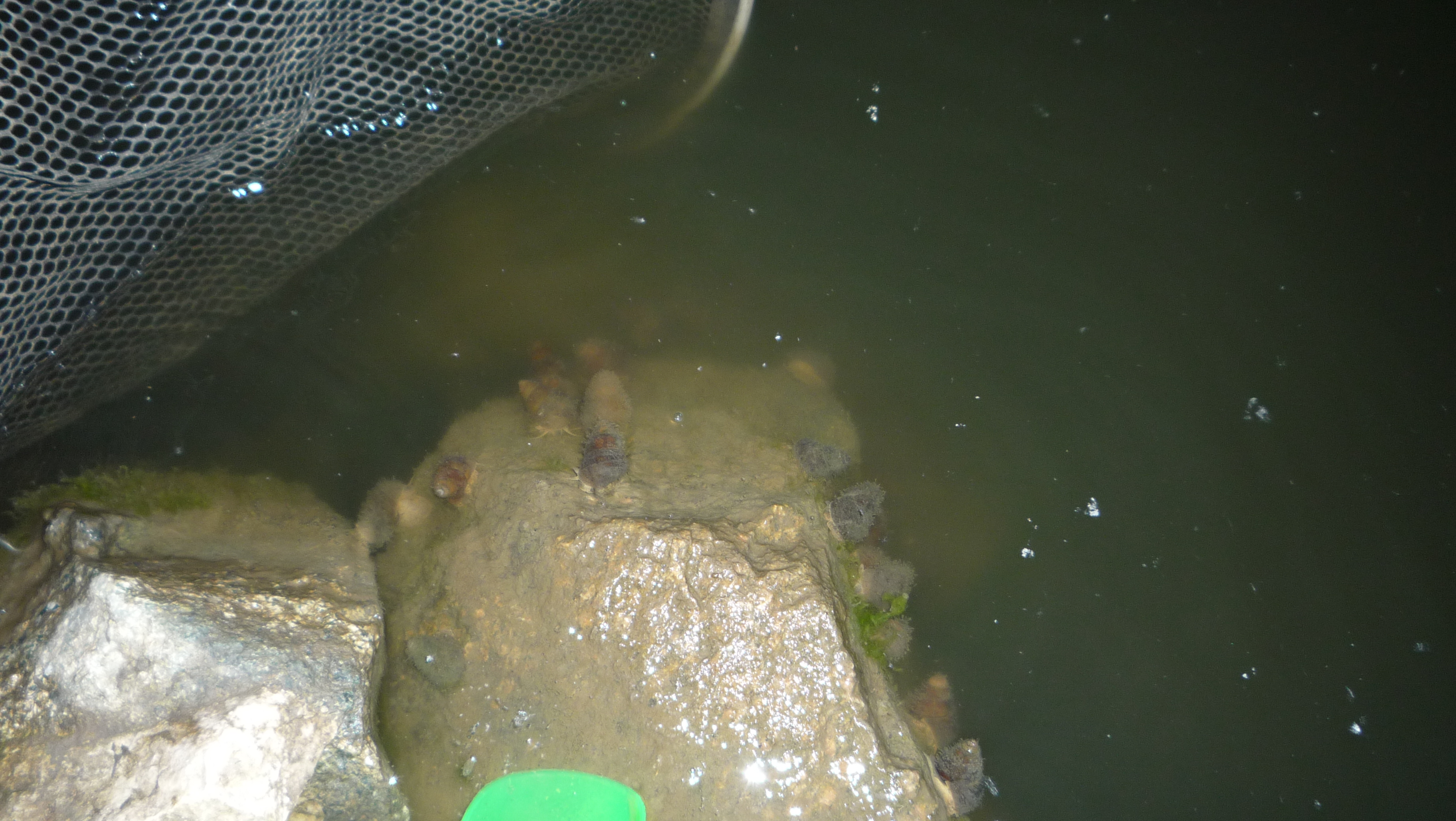 新手野钓用什么饵最好,深水野钓用饵技巧