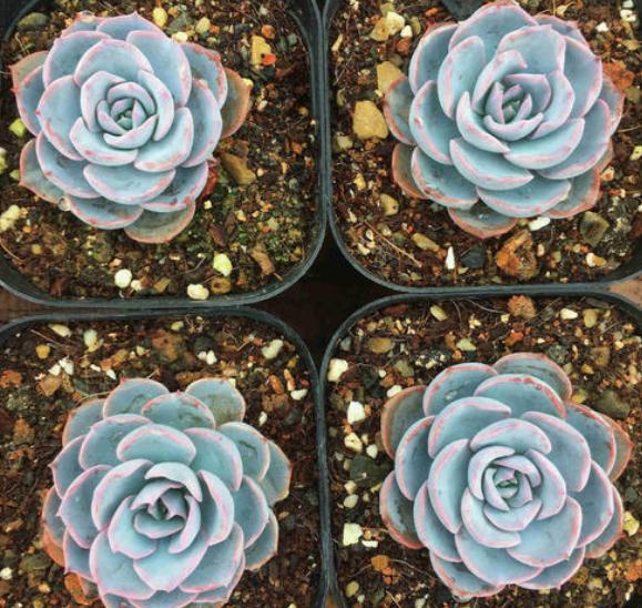 多肉蓝石莲叶片蔫蔫的是怎么回事,给蓝石莲多肉施肥施多了会怎么样