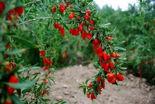 枸杞叶长瘿螨不用农药怎么治,枸杞瘿螨严重导致枝条柔弱低垂