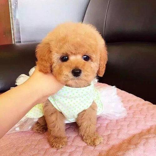 满月的狗狗不愿意在笼子里怎么办,满月的狗狗拉什么粑粑