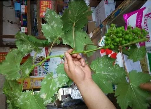 有关葡萄的病症,葡萄新梢病害图谱