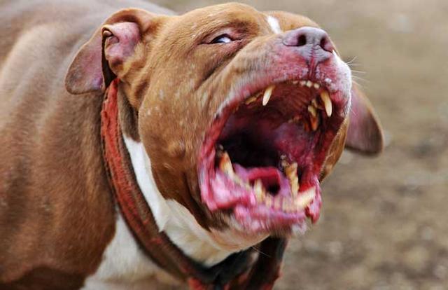 世界上六种猛犬排行榜,世界猛犬的前十名