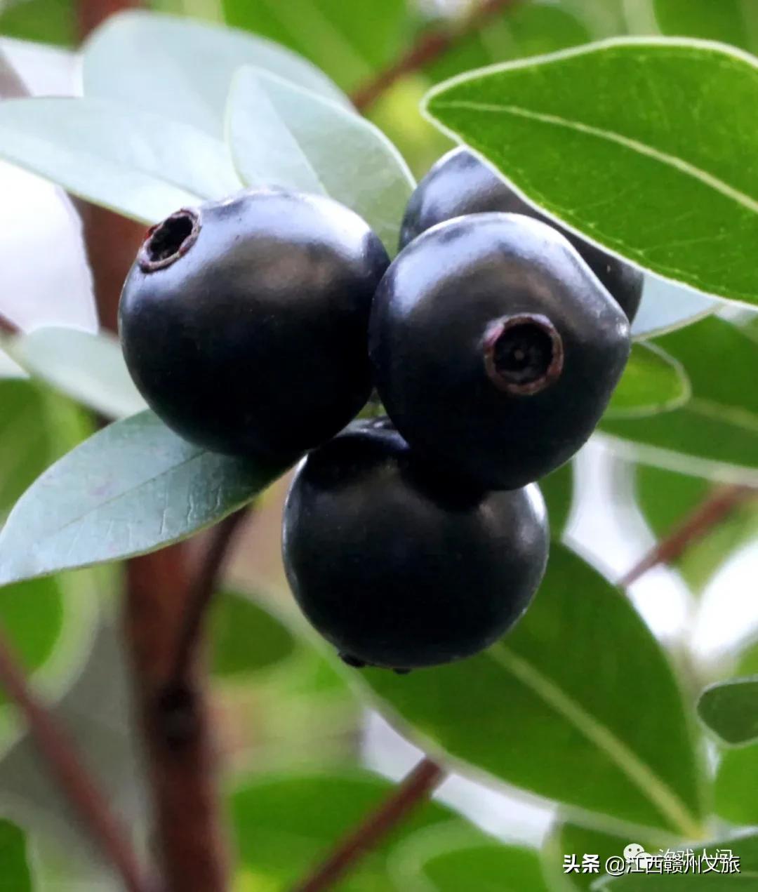 赣州亚马逊电商平台概念,赣州有亚马逊吗