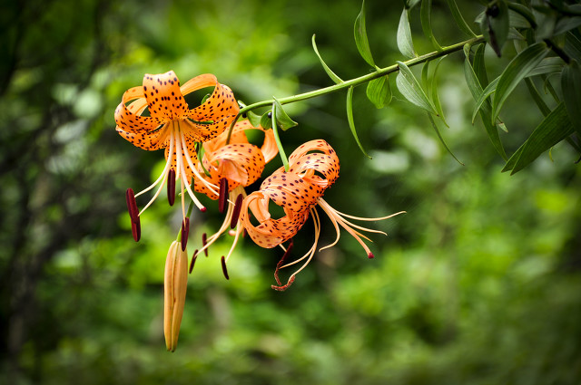 萱草花是母亲花吗,为什么萱草花被称为母亲之花