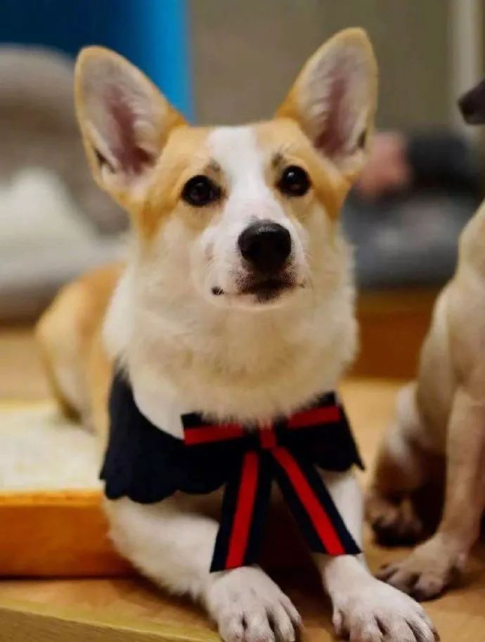 2019宠物排名,2022宠物排行榜