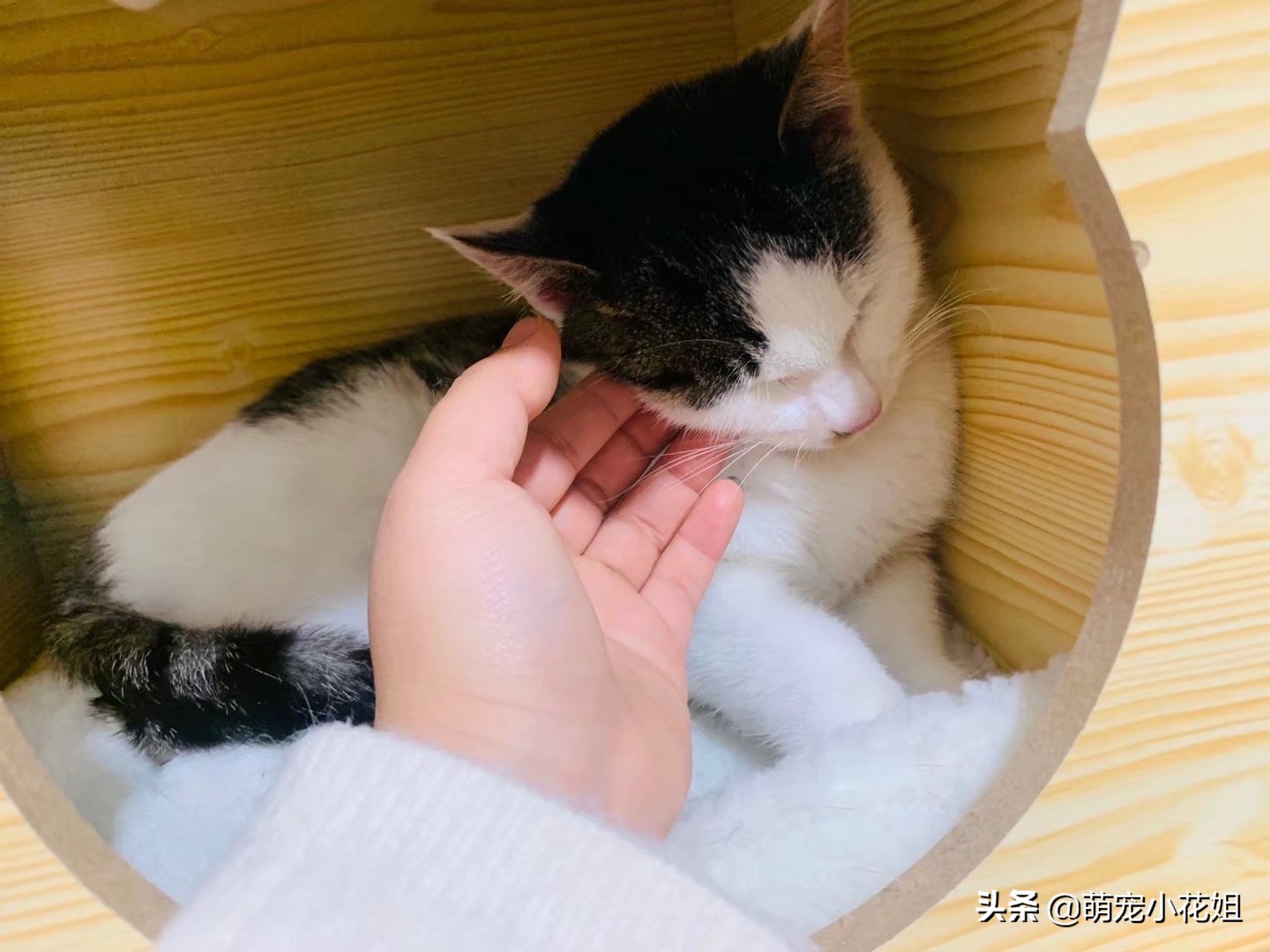 关于救助流浪猫的感受,救助流浪猫的艰辛与难受