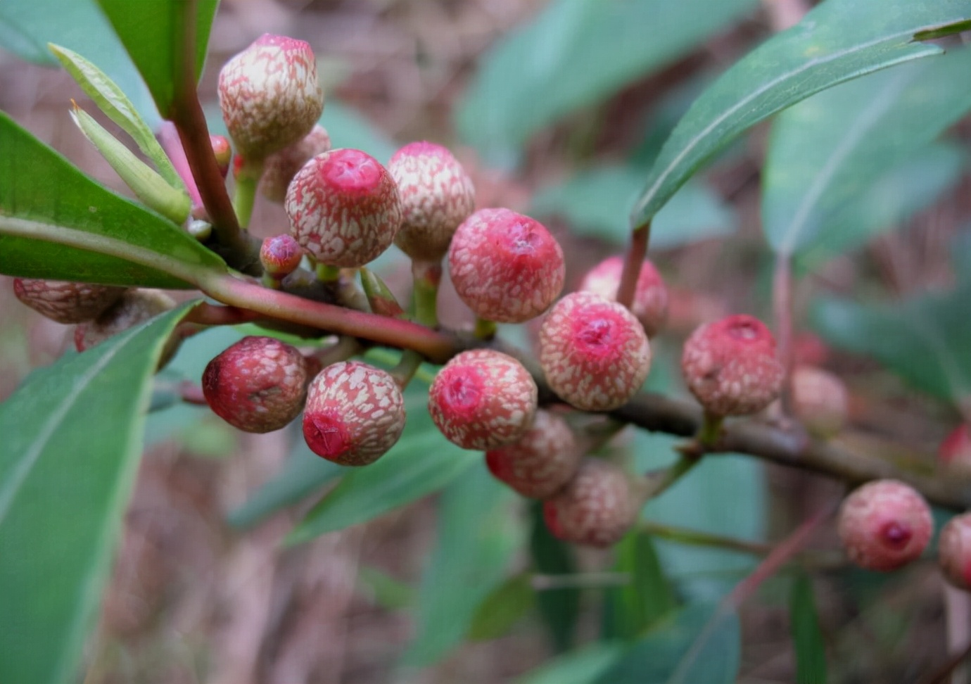 第二届热博会展示花絮2：最神奇的植物——木奶