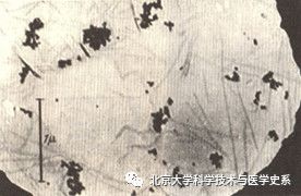 北大院长讲史：第一株病毒是如何被人类发现的？|赛先生