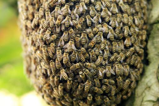 中蜂强行人工分群会急造王台吗,中蜂格子箱能进行人工分群吗