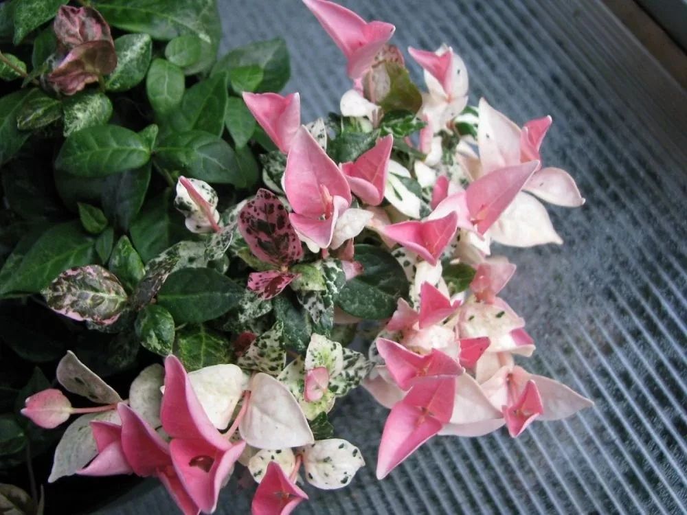 适合室内养的爬藤花期长,跟绿萝一样好养的爬藤植物