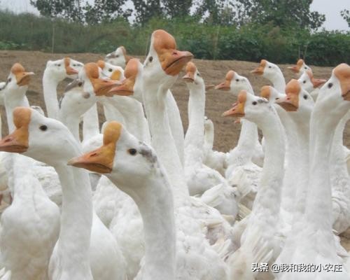 母鹅脱肛是怎么回事,成年大鹅的脱肛和防治