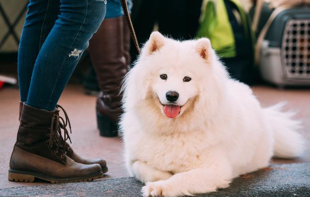 这7个狗狗的古怪行为不可忽视,这5大狗狗就是白眼狼你养过几只