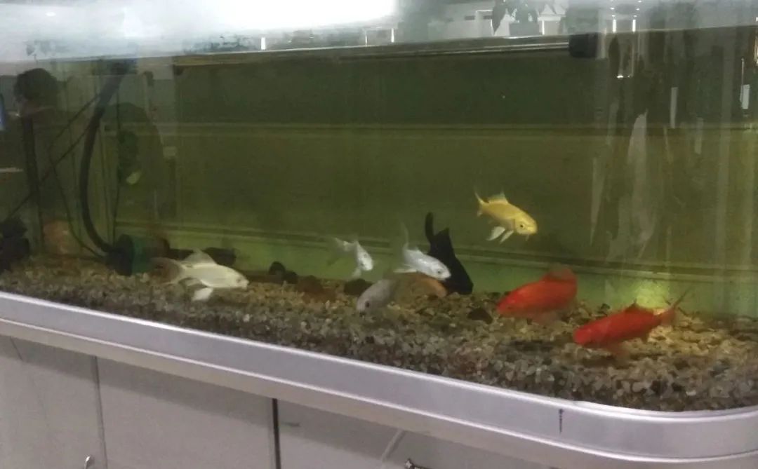 10个你不知道的奇葩冷知识,十个你不知道的冷知识香蕉