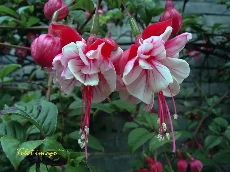 惊艳倒挂金钟,惊艳倒挂金钟图片