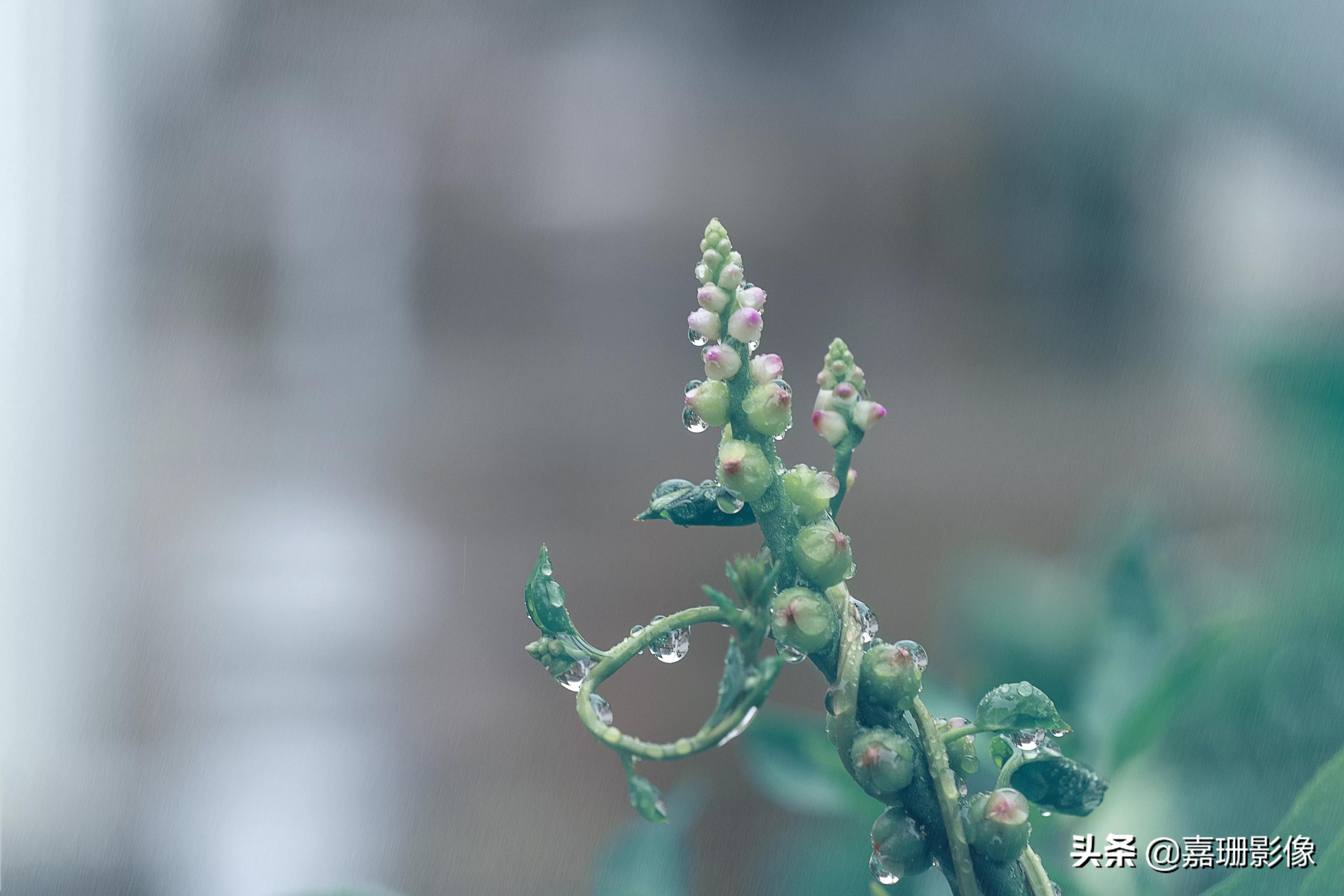 看看花容，听听花语2020年我镜头里的百种花卉