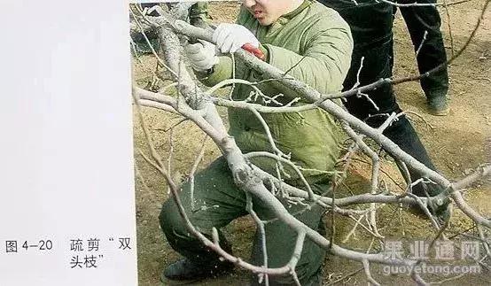 5年红富士苹果树冬季修剪技术,苹果树的冬季修剪技术视频