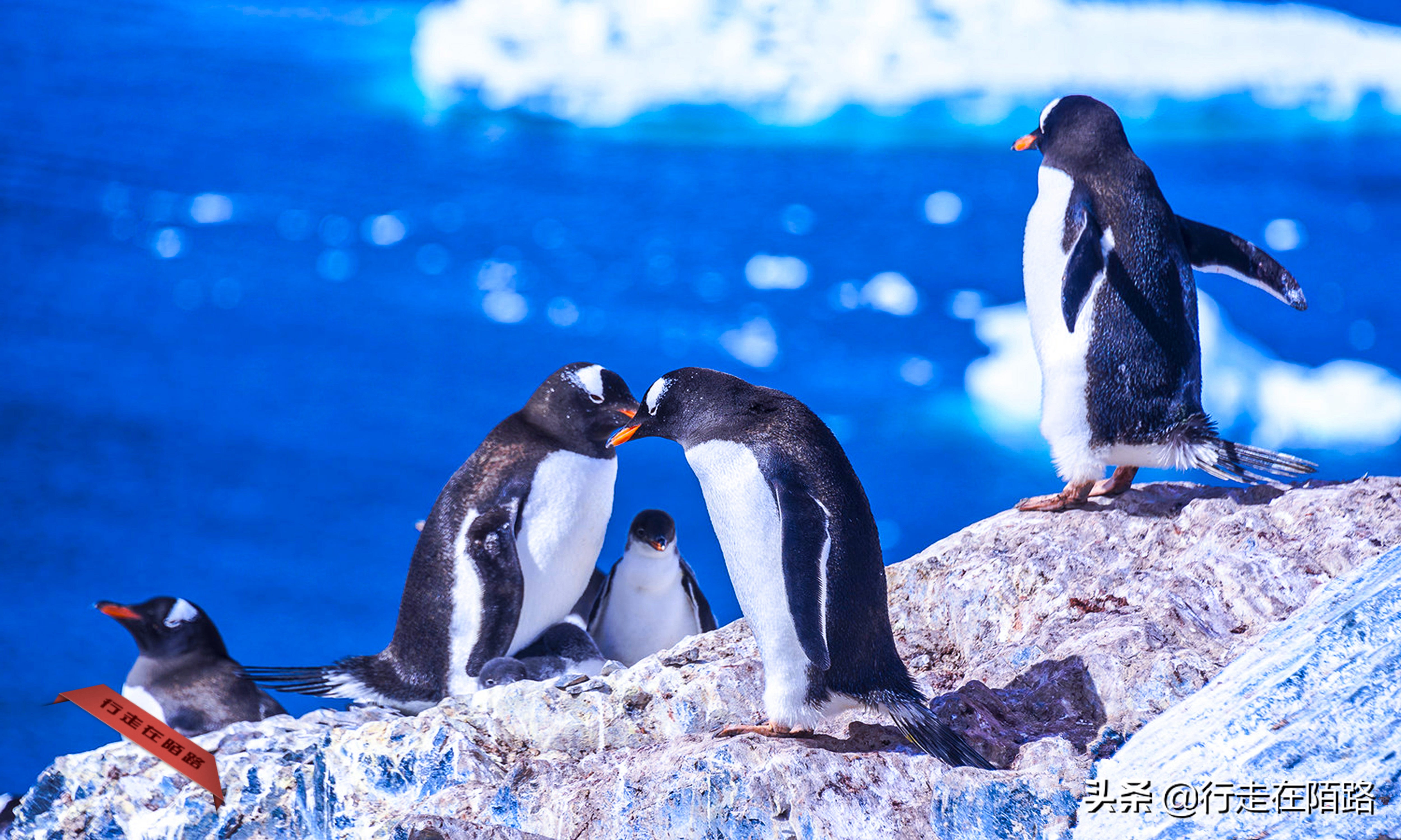 铲屎官招聘,邮局招聘吗