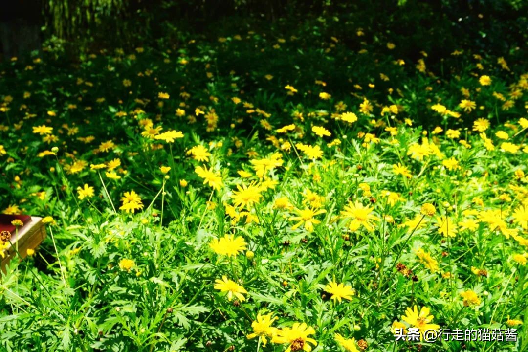 成都，为了吃值得专程来一趟，6处必打卡景点+当地人都爱的美食