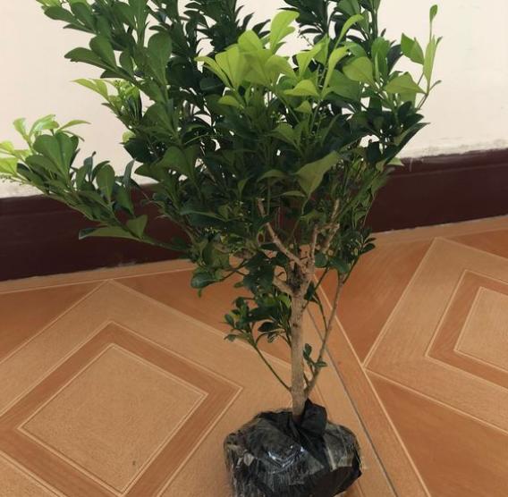 买来的米兰花如何移盆与养护,米兰花换盆黄叶怎么办