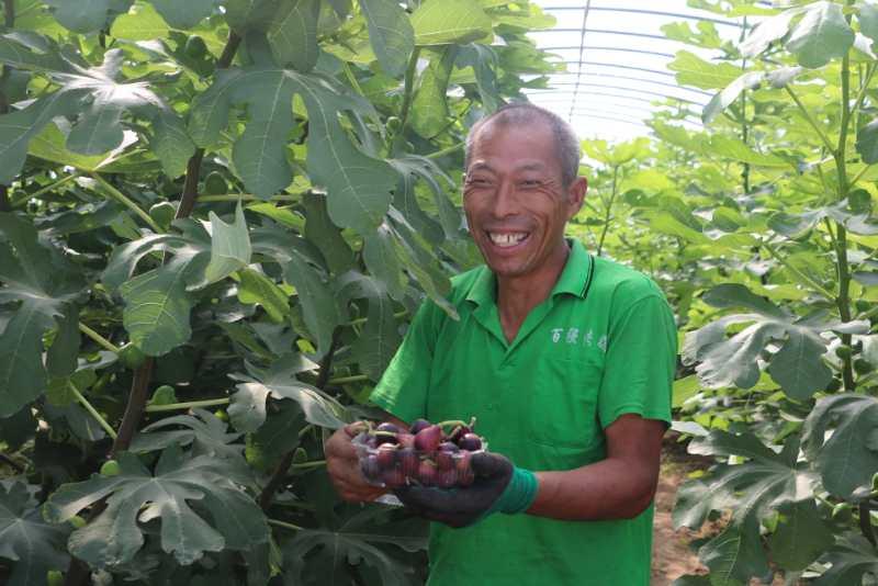 两棵无花果种一起,适宜温带的无花果品种